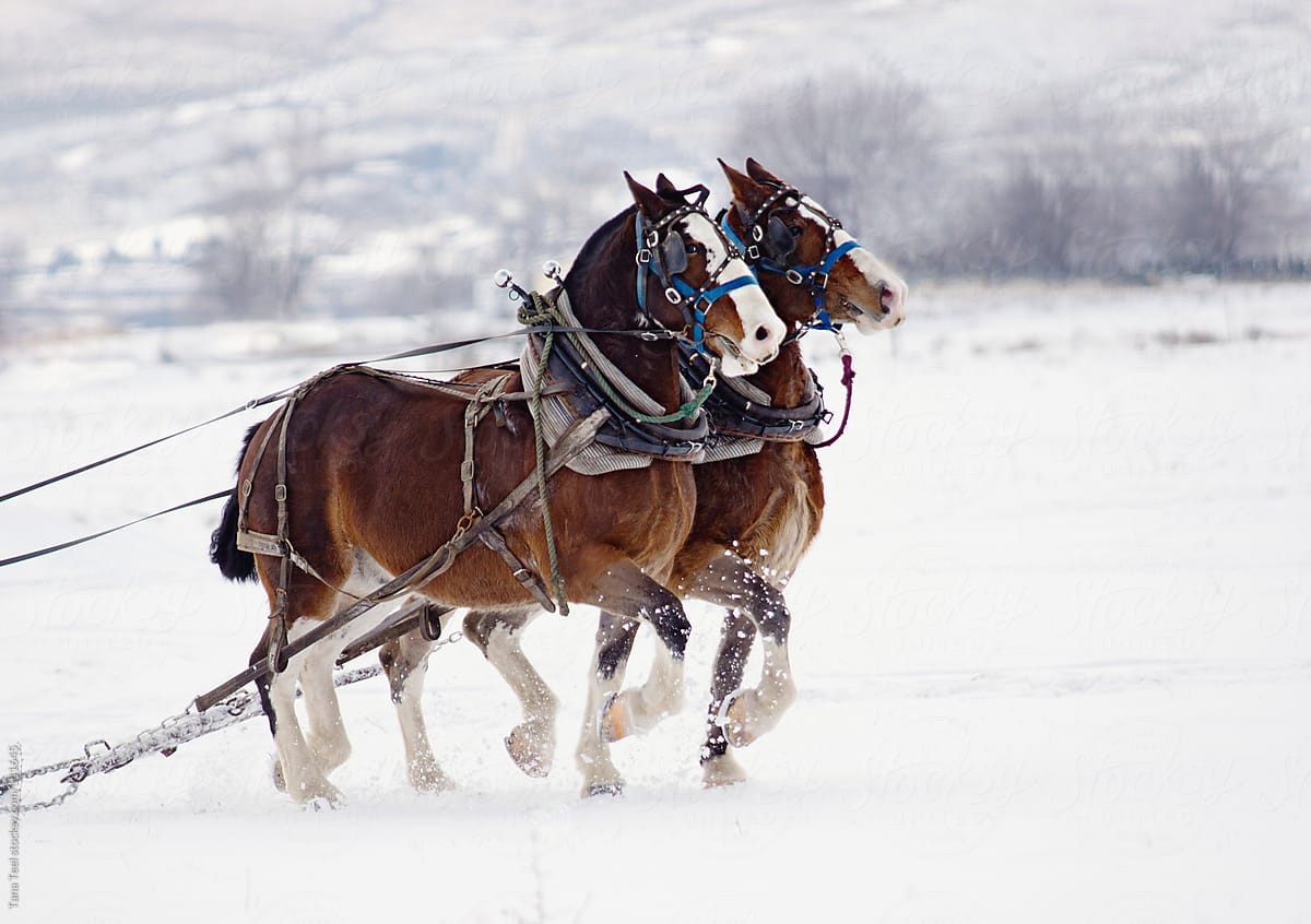 quot Draft Horses Pulling Sled In A Snowy Field quot by Stocksy Contributor