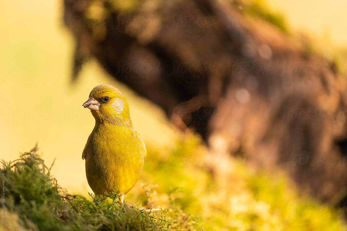 Male Greenfinch With Food In His Beak