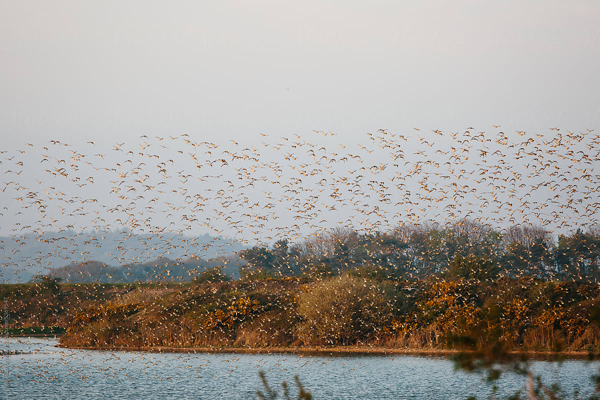 A flock of Knots flying low over a lagoon at dusk.