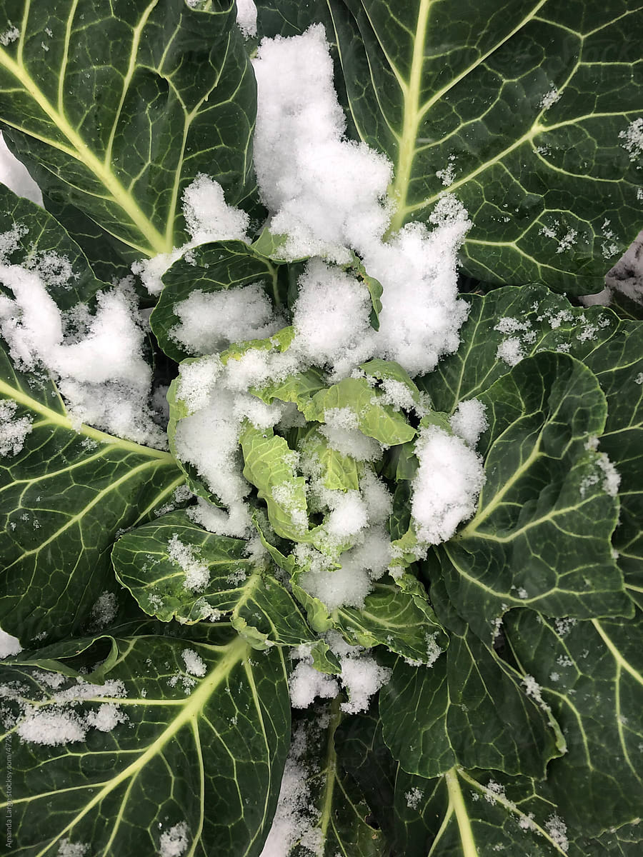 snow on kale