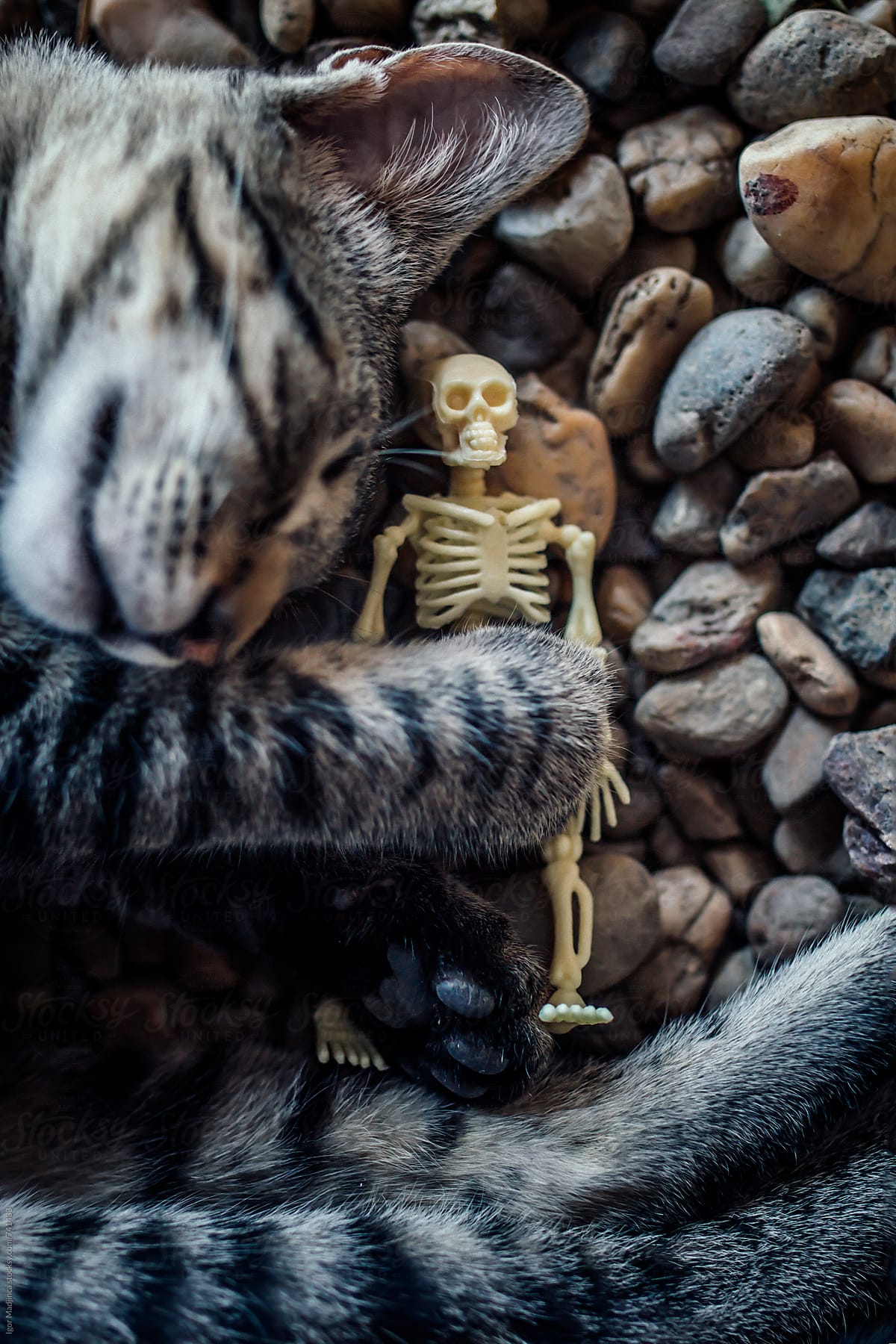 cat and skeleton sleeping on a rocky beach,Halloween