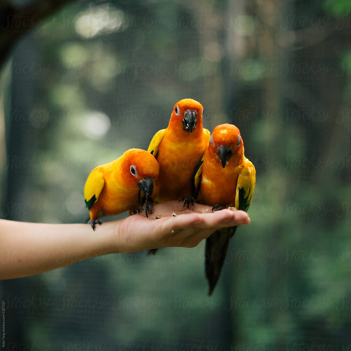 Woman hand feeding 3 little orange birds