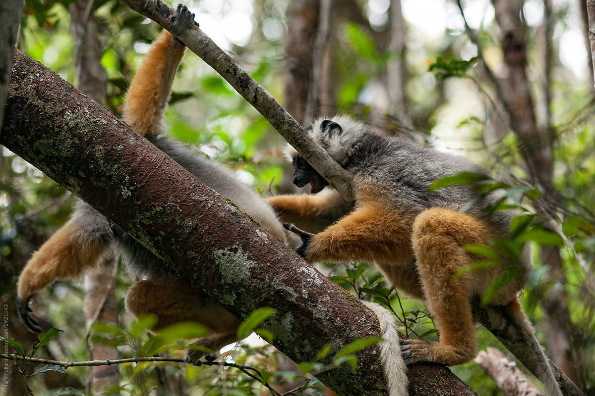Two Colorful Lemurs Playing