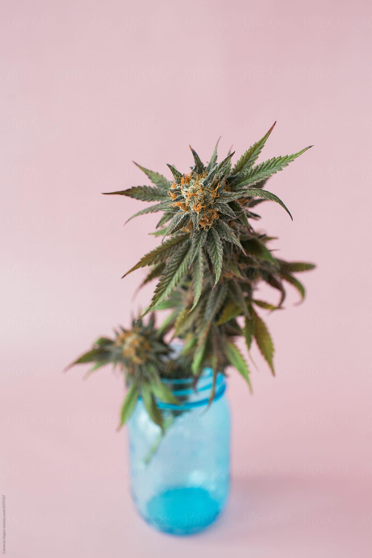 marijuana plant cutting in blue jar on pastel pink background