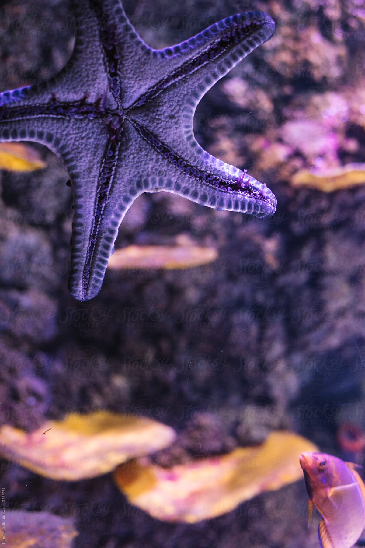 purple starfish on an aquariums window with a coral reef in the back