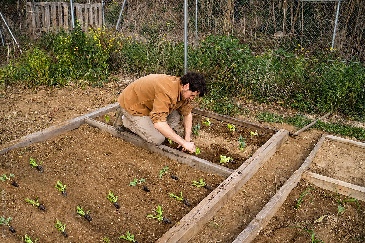 Young happy man planting lettuce plants on garden