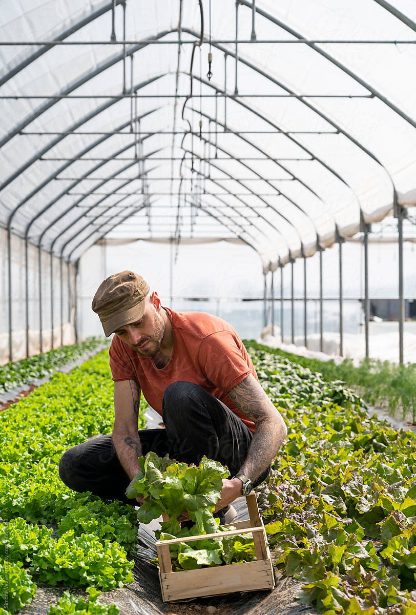 Farmer at work in a greenhouse