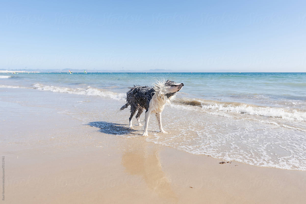 dog shaking off the water