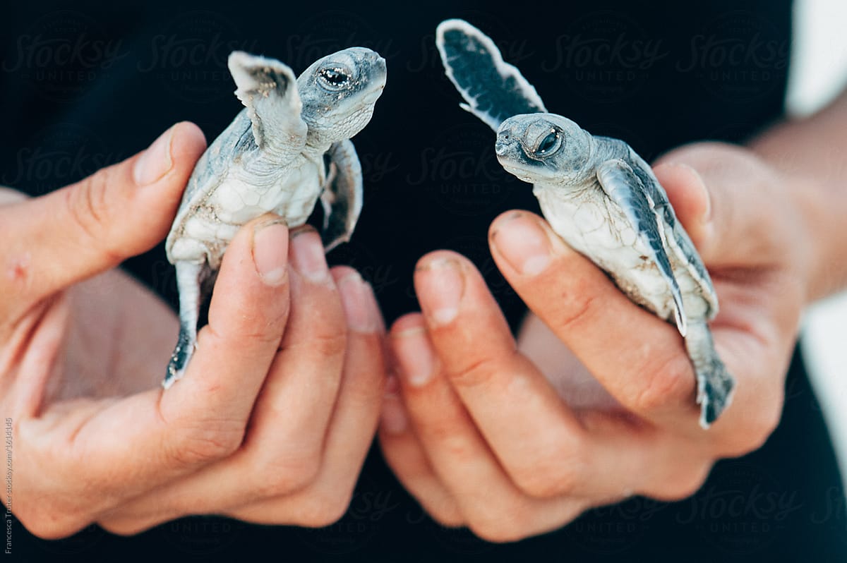 Turtle hatchlings