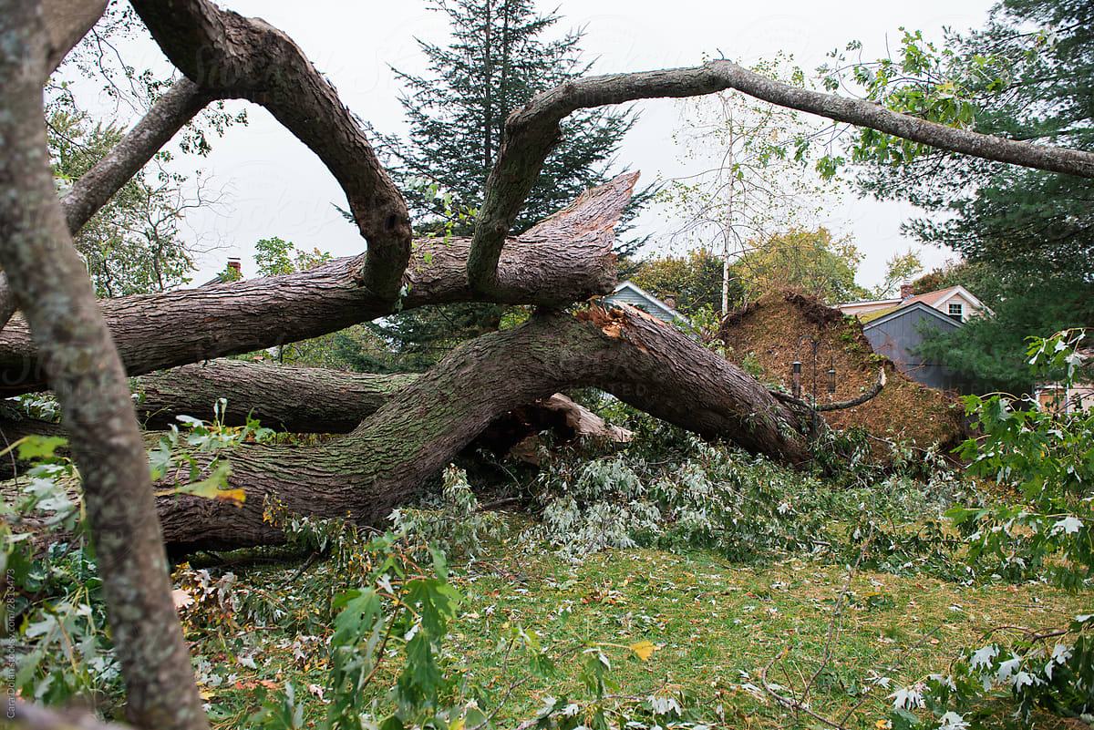 Fallen Tree in Suburban Backyard