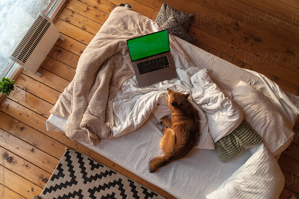 Dog sleep in bed with laptop