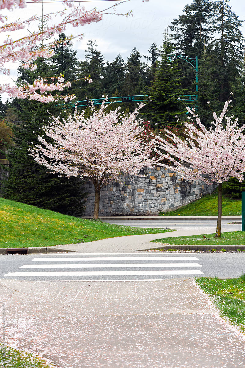 Cherry Blossom at Lagoon Drive, Vancouver, Canada