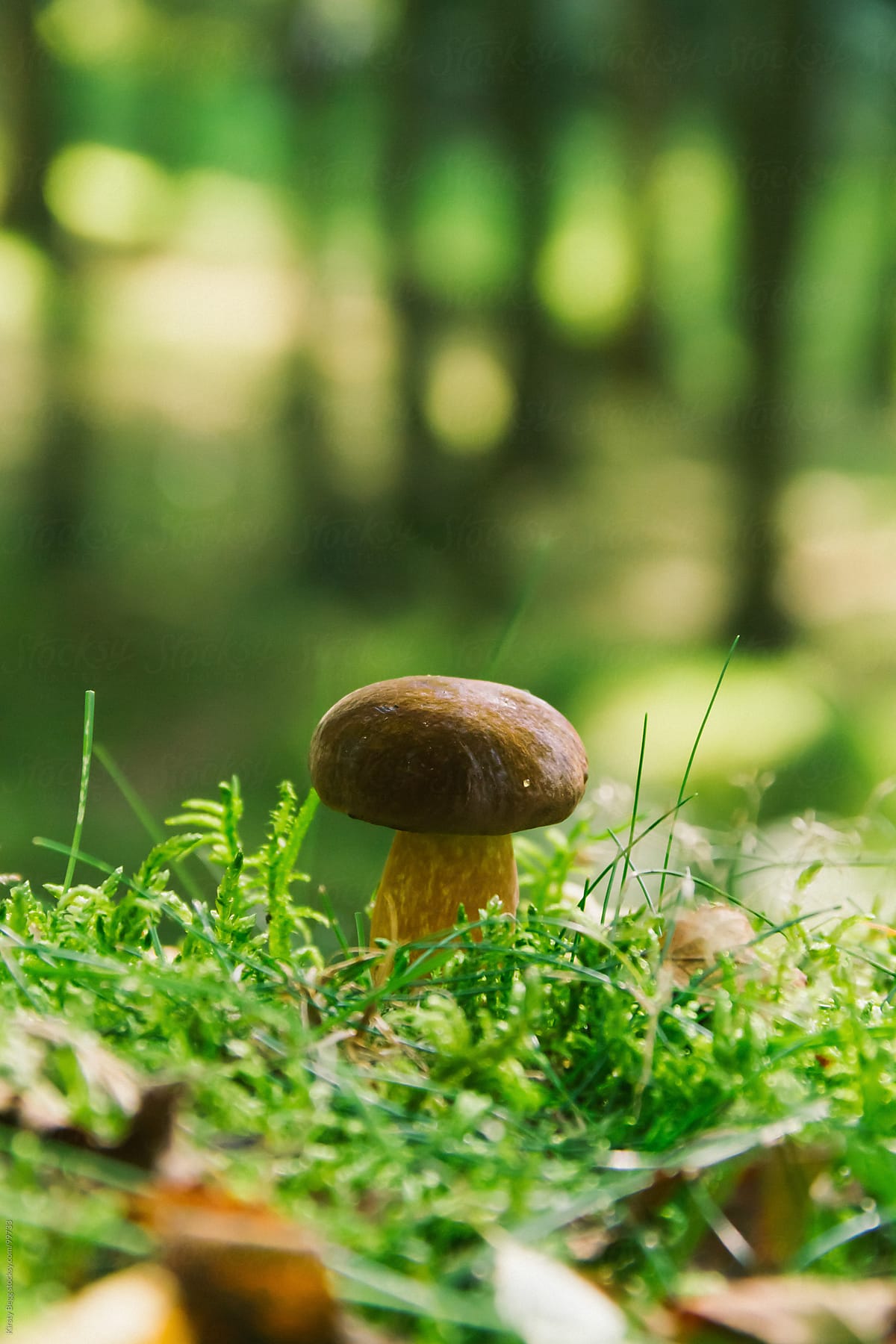 Small brown mushroom on forest floor, vertical