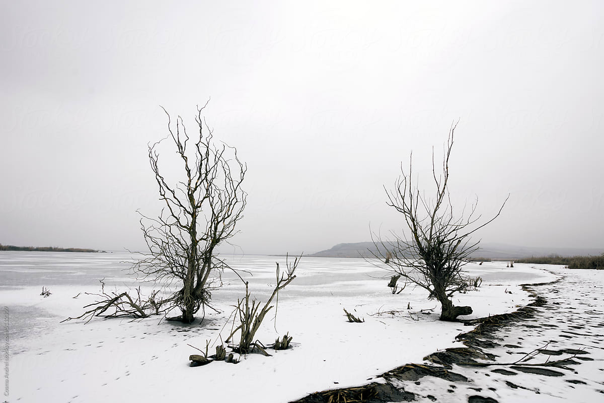 Trees in frozen barren land in winter