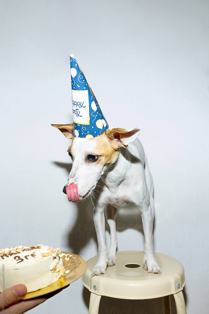 Dog In A Party Hat Licking On A Birthday Cake