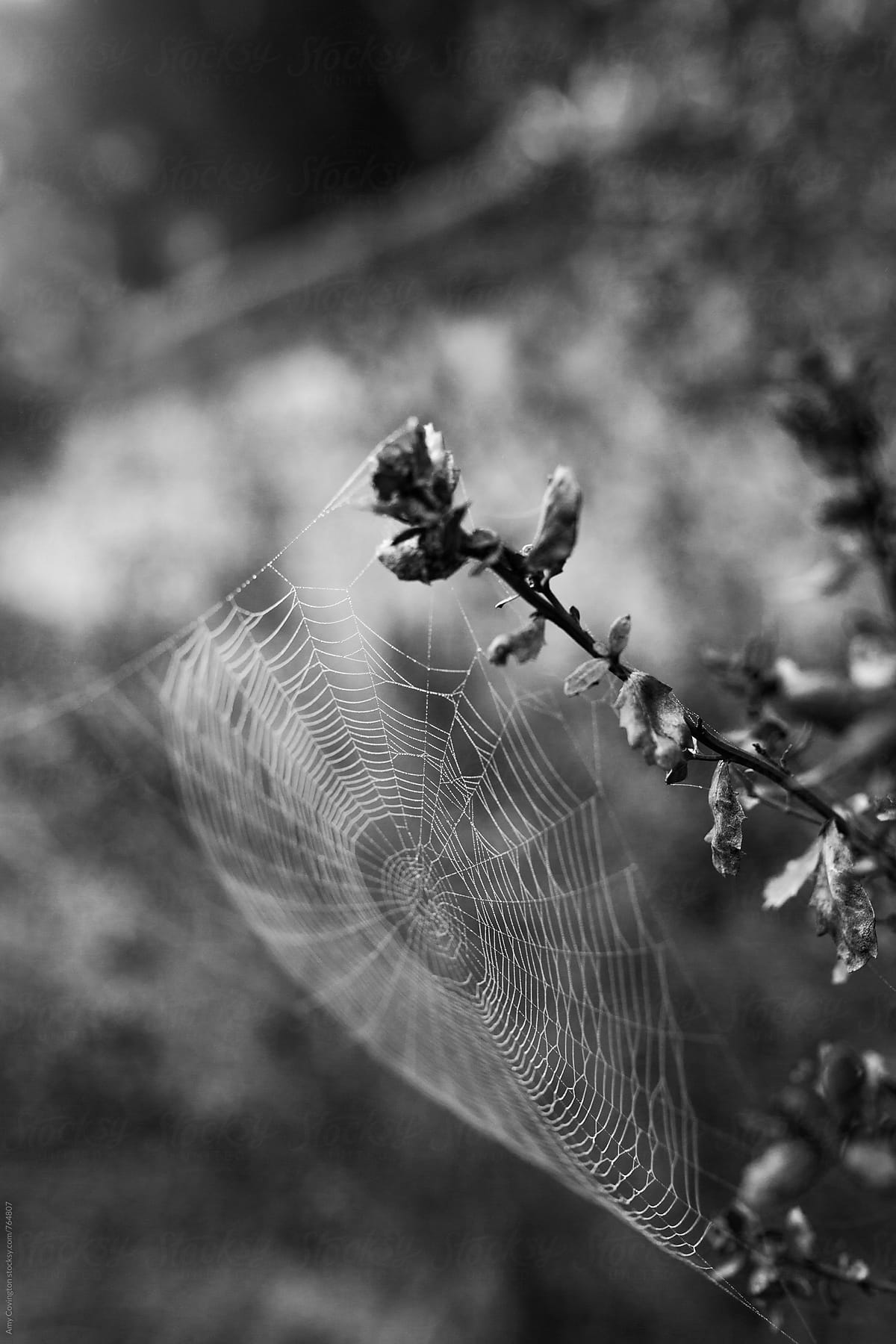 Spider web covered in morning dew