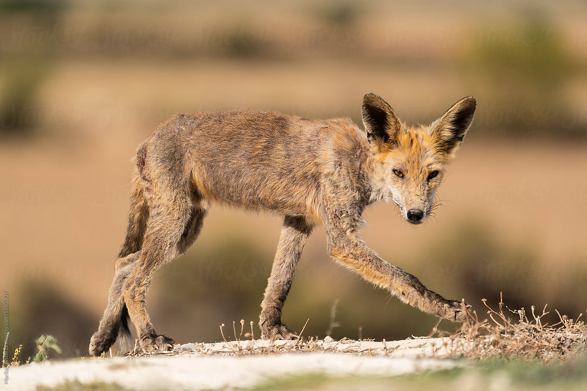 Red Fox With Mange In A Desert Area Of Spain
