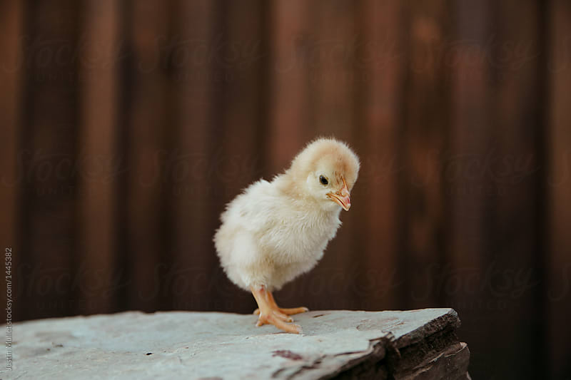 Little chick standing and looking on a rock.