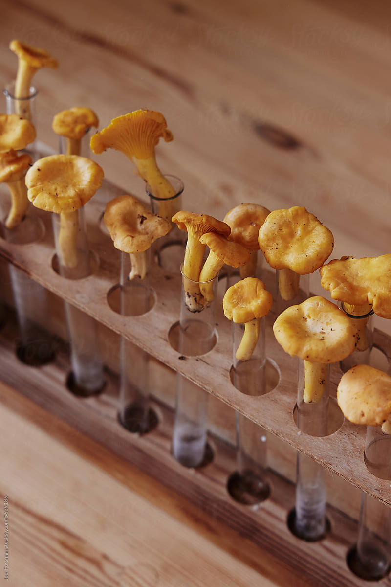 a set of chanterelle placed in vintage test tubes with dark background