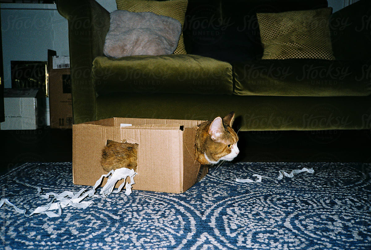 Film scan of a comedy cat in a box.