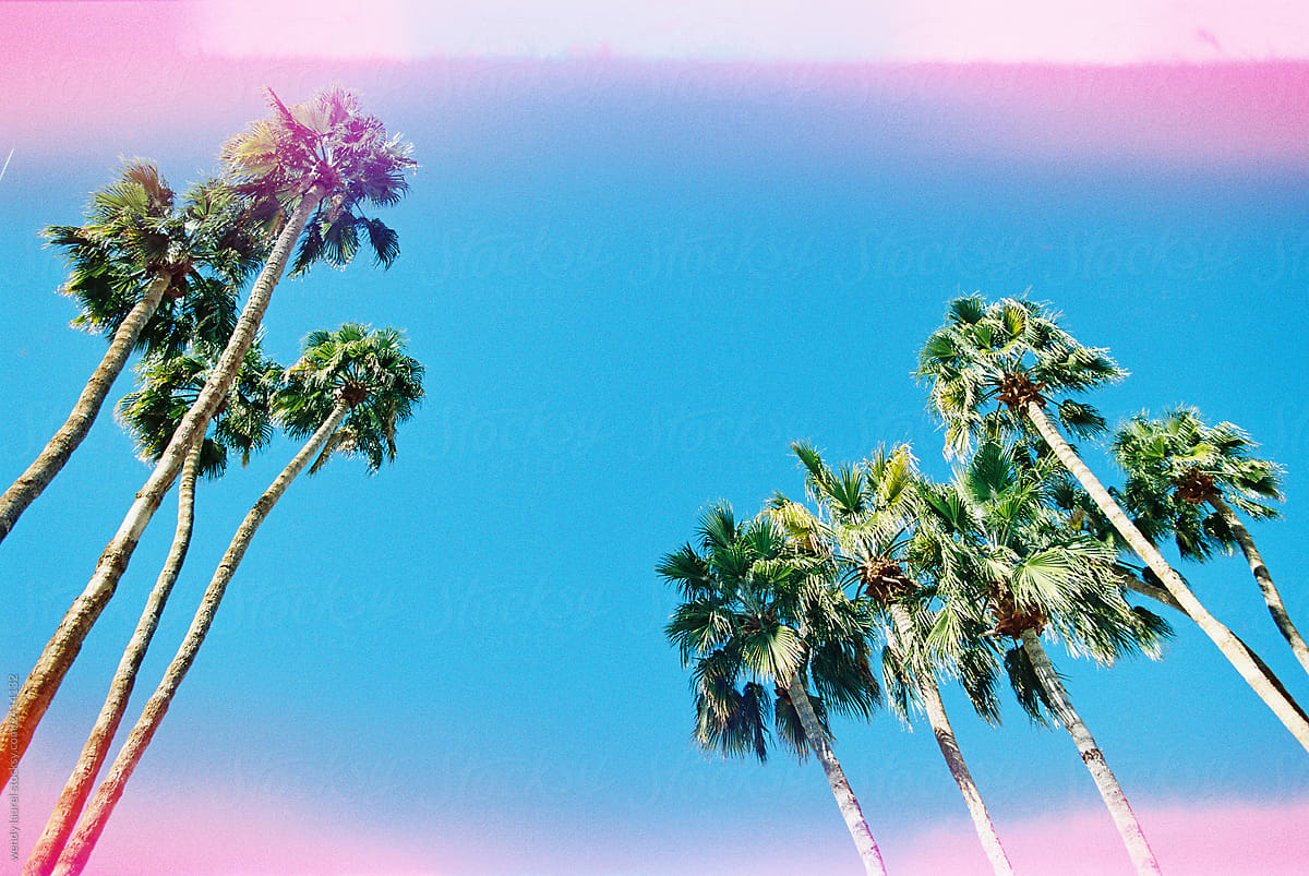 palm trees against blue sky with pink light leaks