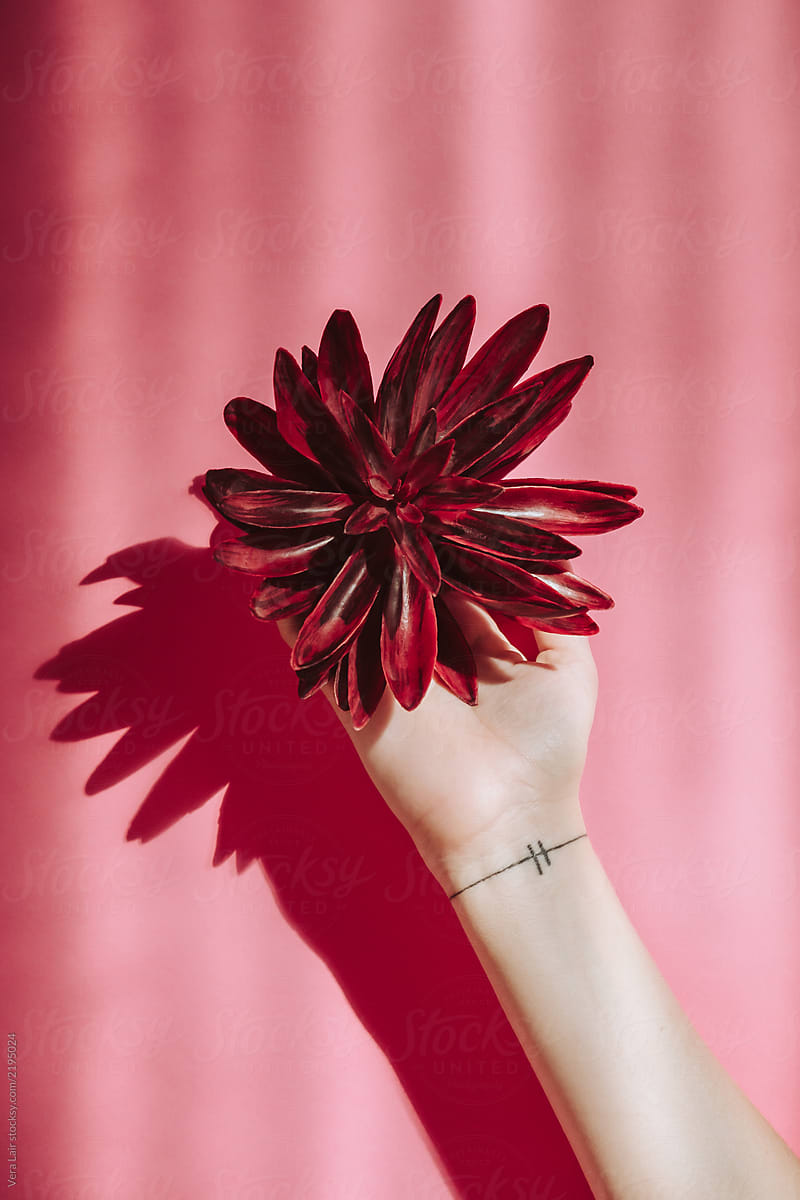 Woman hand holding a burgundy flower on a pink background