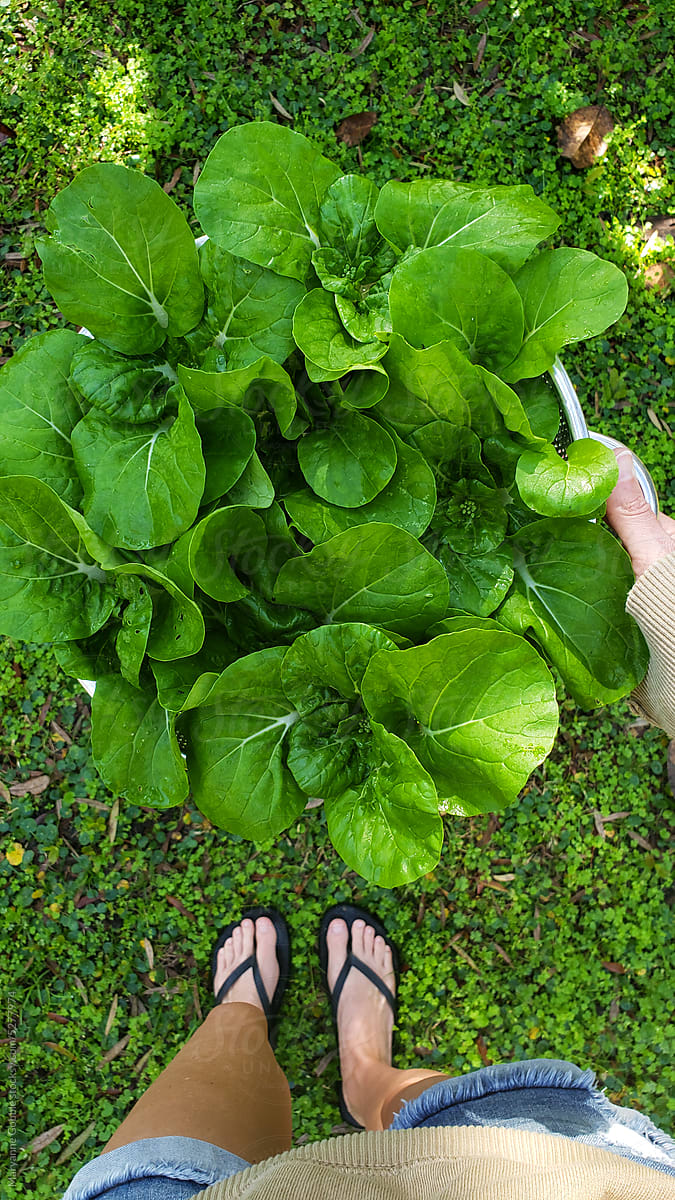 Fresh Picked Bok Choy from Home Garden
