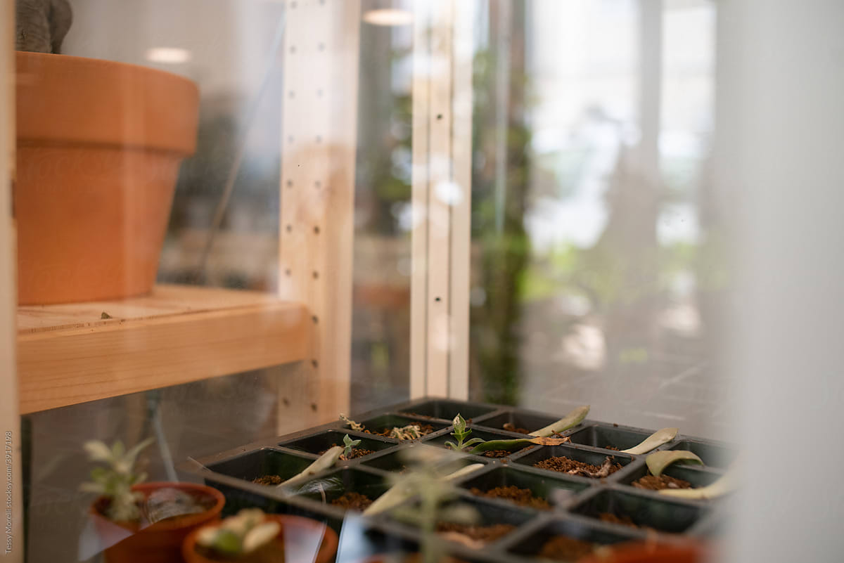 Plant incubator for succulents propagation