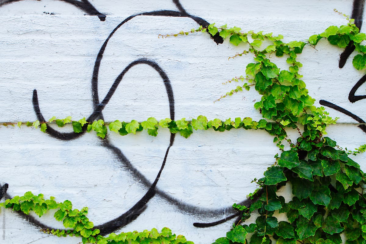 Green vine crawling along black graffiti-covered white-washed wall