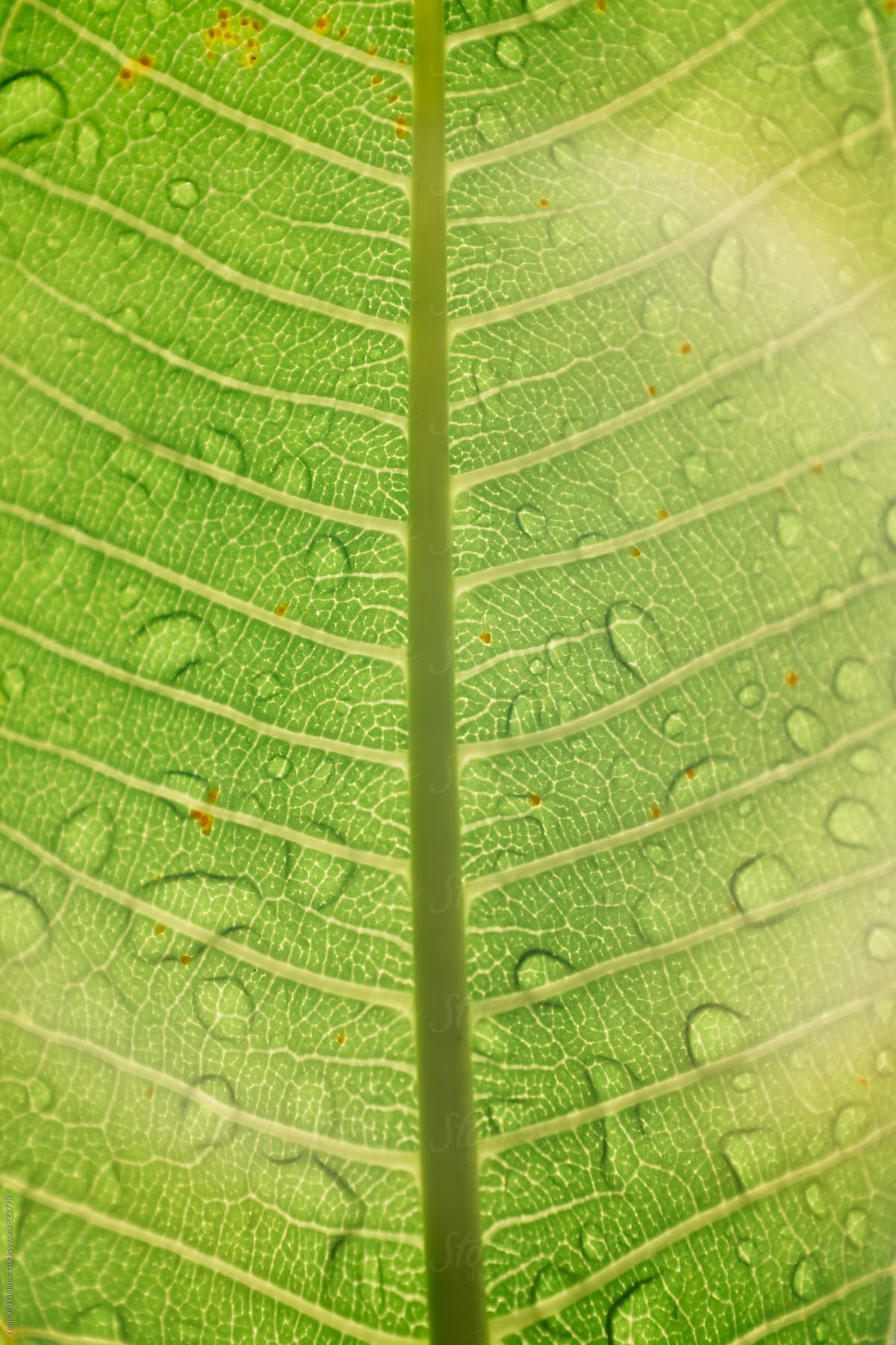 Beautiful Green Wet Leaf Texture