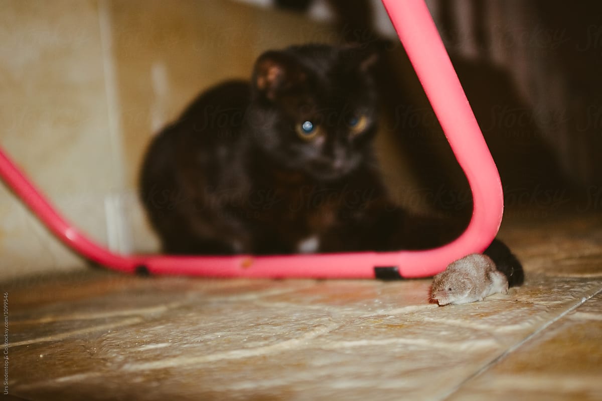 Cat catching mouse