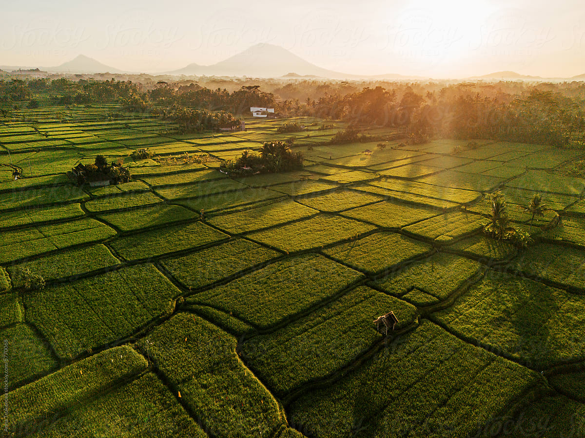 Aerial view of rice paddy on Bali island  with volcano visible