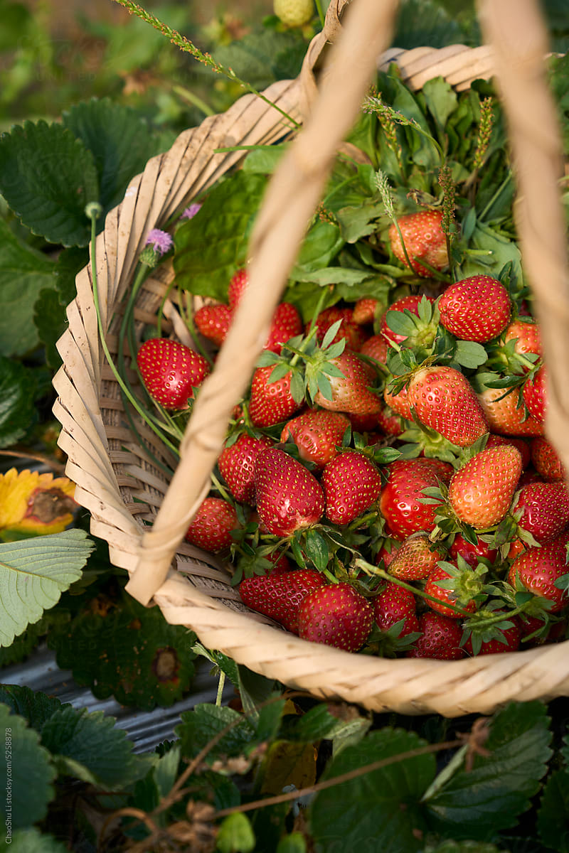 Closeup freshly picked strawberries in a basket