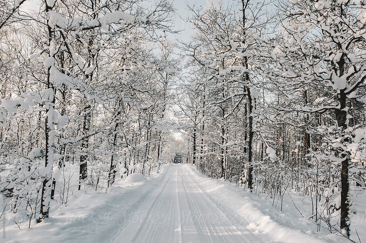 Snowy Tree-lined Winter Road