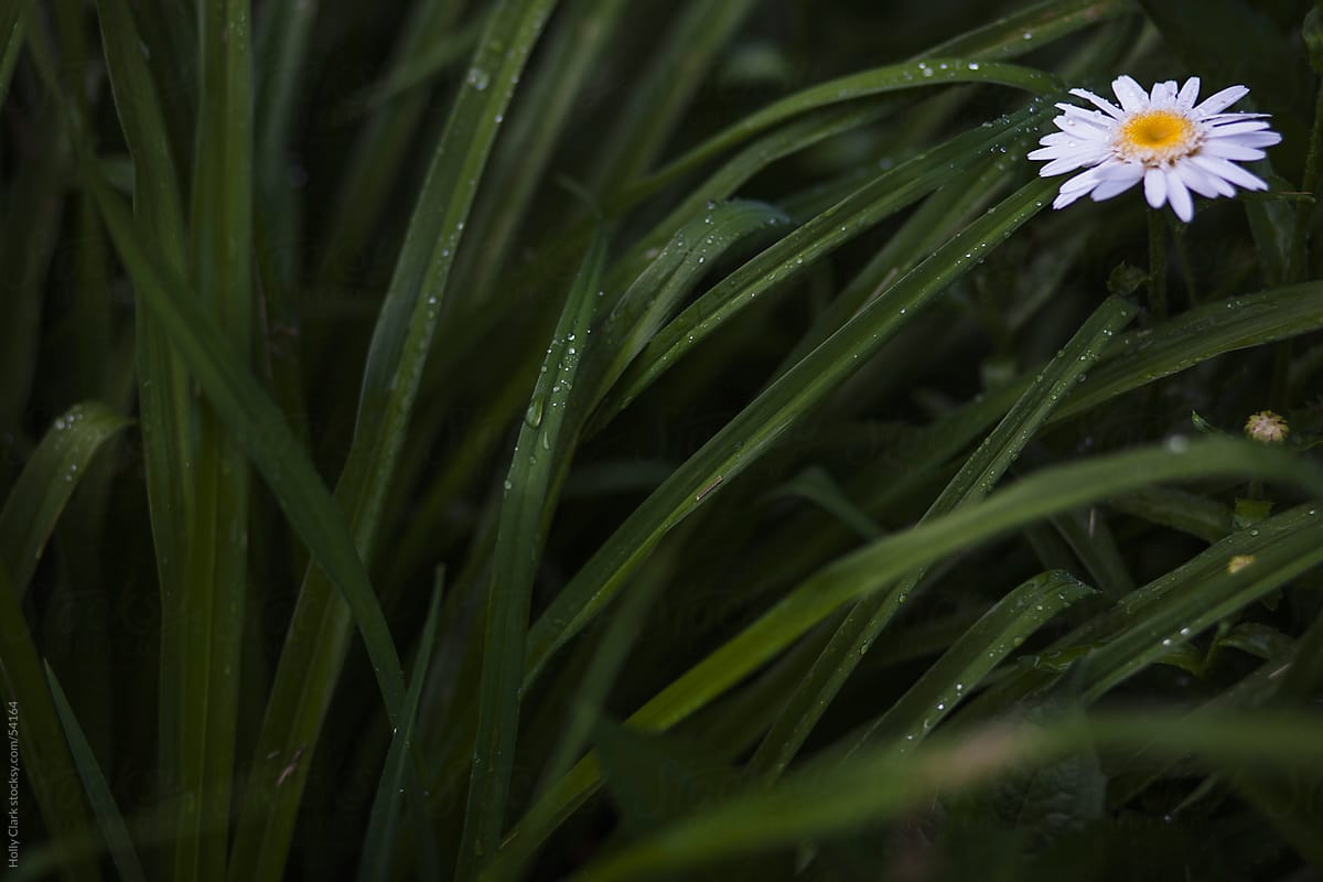 A daisy peaks out of wet, green foliage on a rainy day.