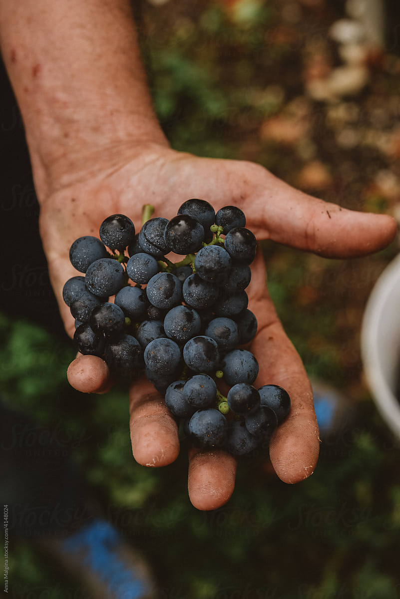 Red wine in a dirty farmers hand