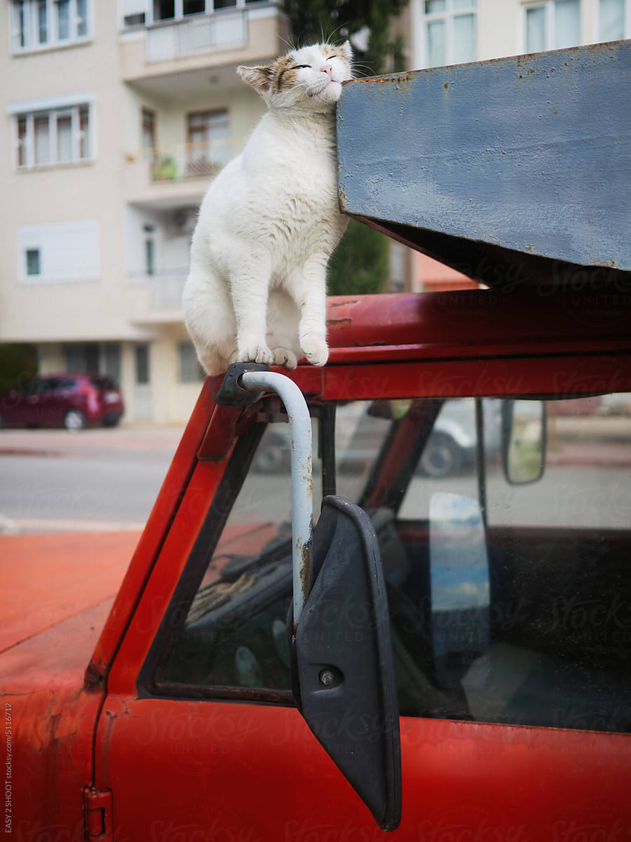 Stray cat sit on a red truck