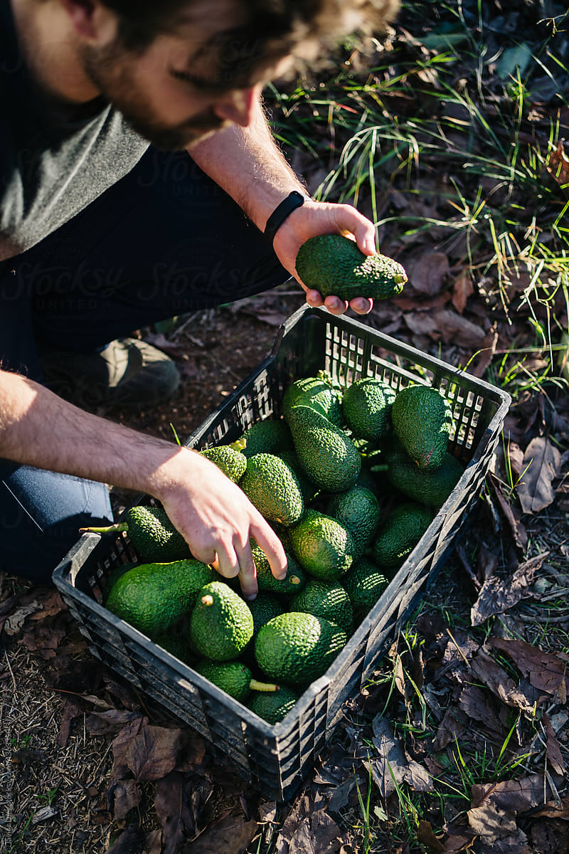 Man putting picked avocados into plastic box in farm