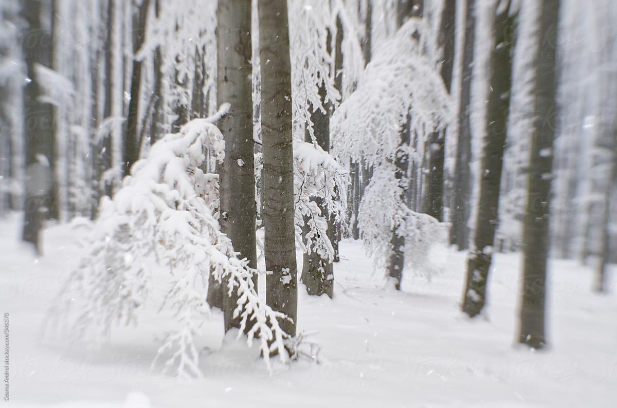 Frozen forest with snow with snow flakes flying with selective focus