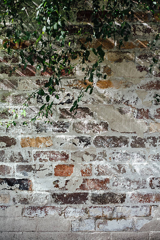 Vine growing on old brick wall