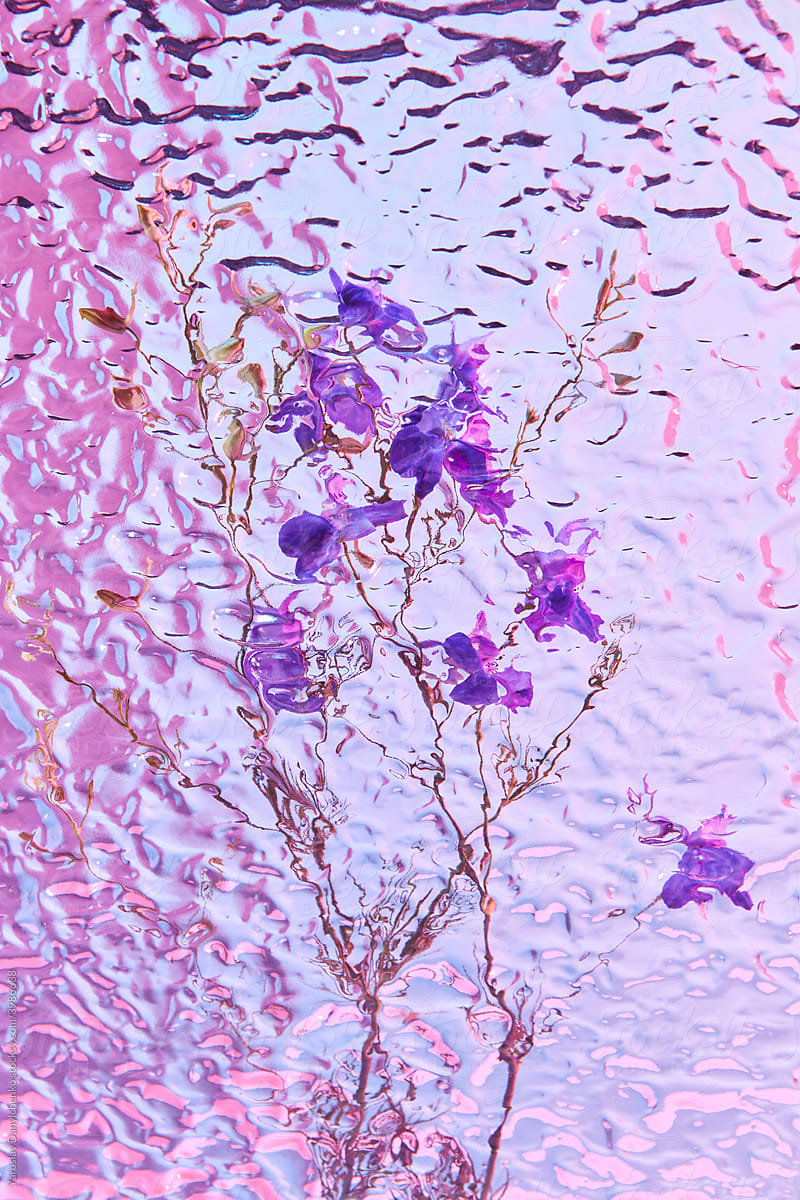Small violet flowers under glass
