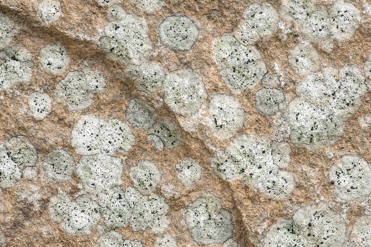 Lichen patterns, closeup