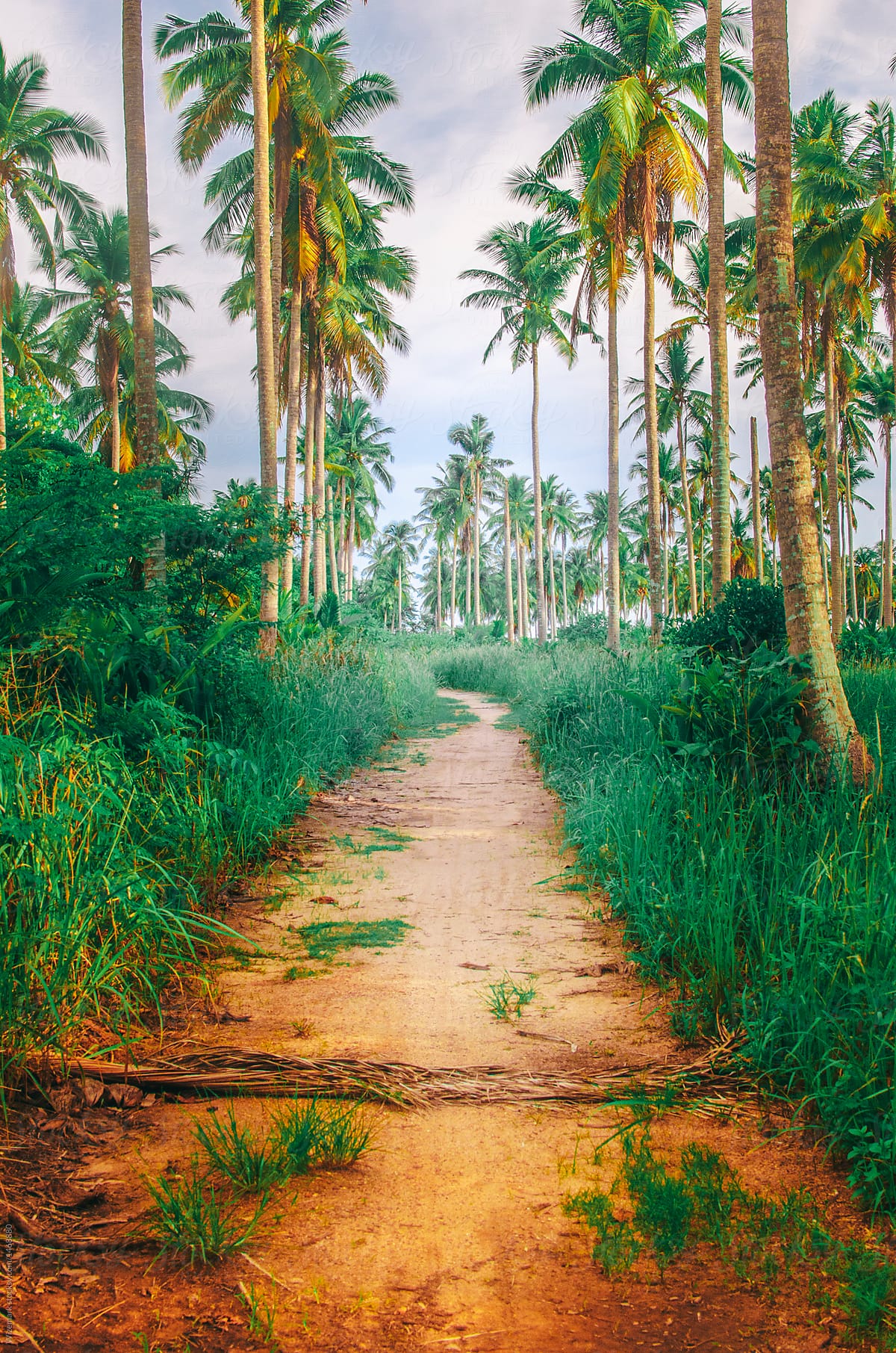Island palm trees