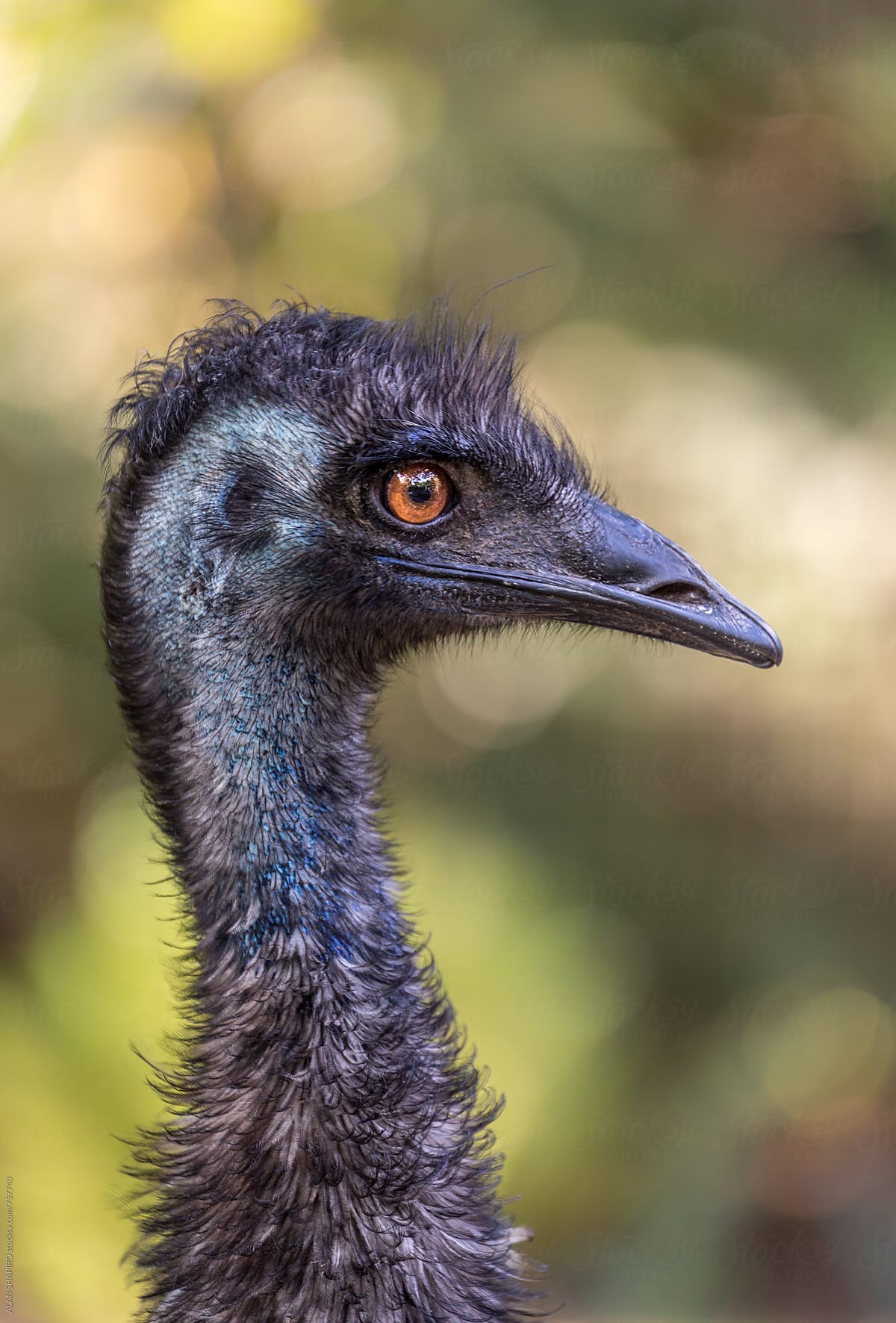 Emu in profile