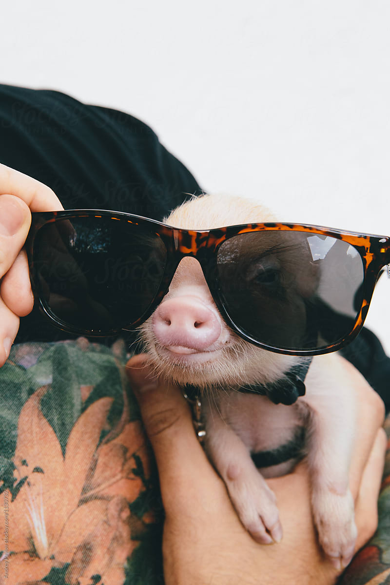 Tiny micropig in sunglasses