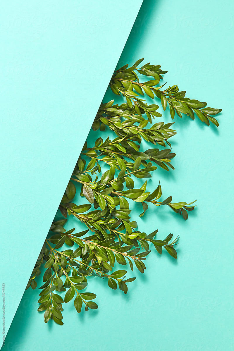 Twigs on a turquoise paper background