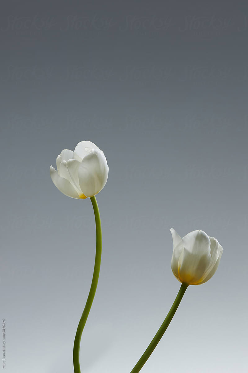 White tulip flowers on gray background