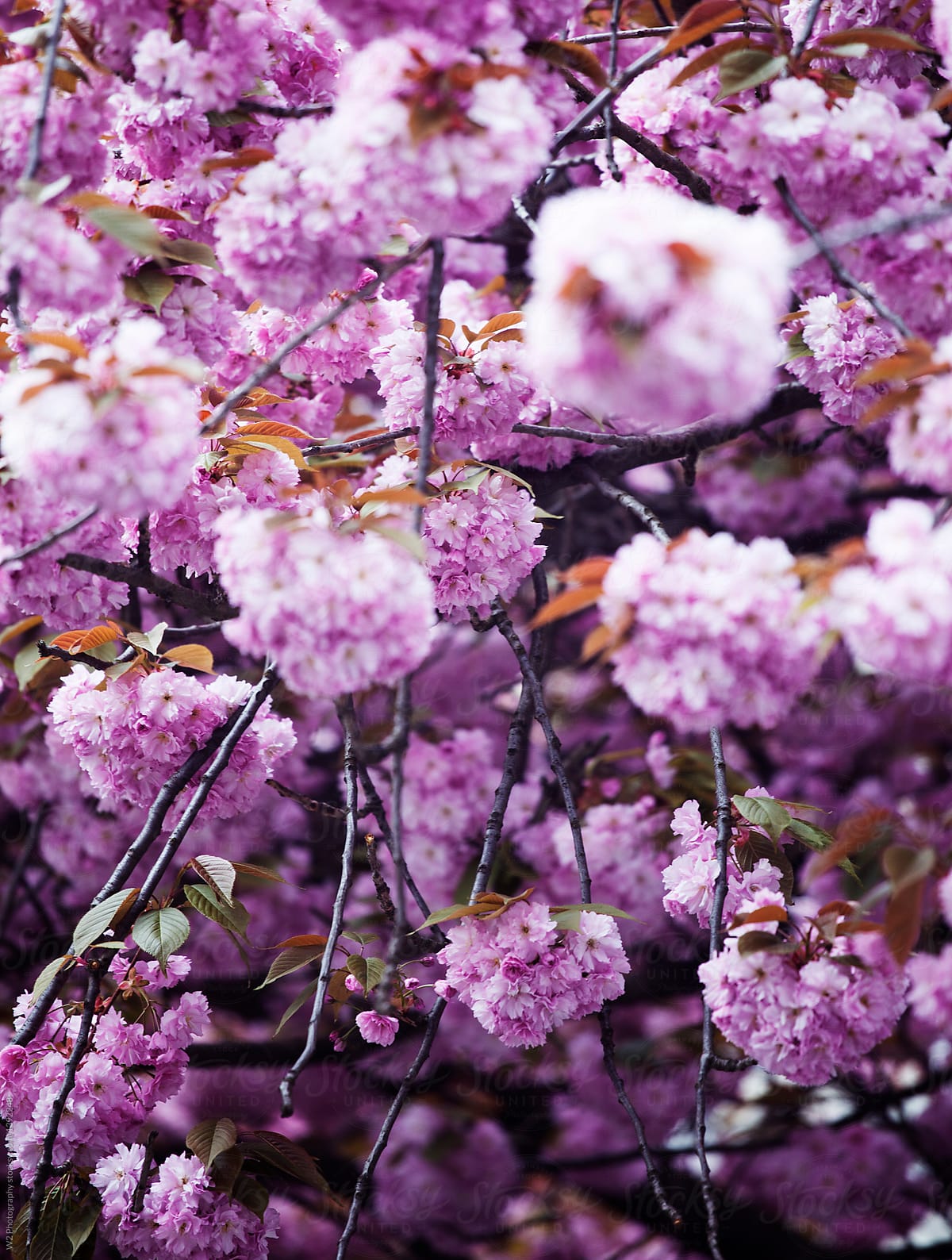 Pink flowers blooming on a tree in springtime.
