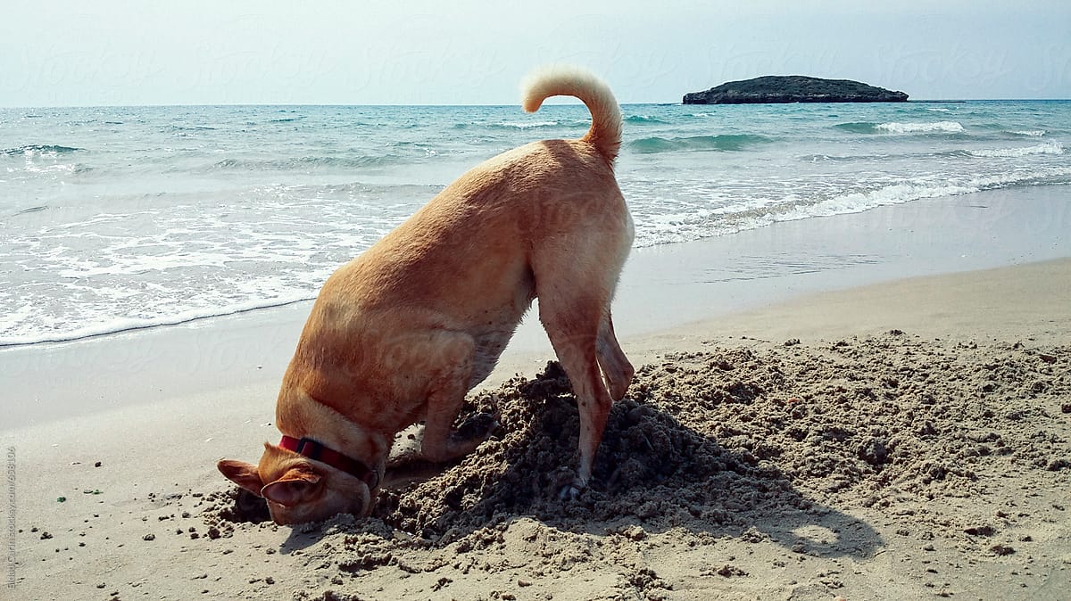 Dog Digging in Beach Sand