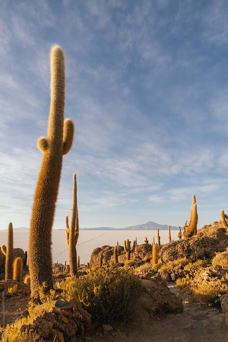 Landscape of Cactus formation